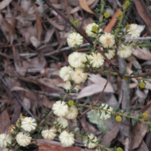 Acacia gunnii at Downer, ACT - 28 Aug 2021 01:09 PM