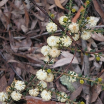 Acacia gunnii (Ploughshare Wattle) at Black Mountain - 28 Aug 2021 by LD12