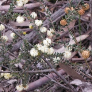 Acacia gunnii at Downer, ACT - 28 Aug 2021