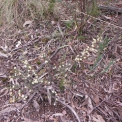 Acacia gunnii at Downer, ACT - 28 Aug 2021 01:09 PM