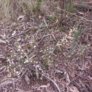 Acacia gunnii at Downer, ACT - 28 Aug 2021