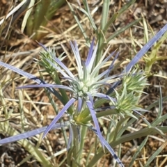 Eryngium ovinum (Blue Devil) at Queanbeyan West, NSW - 23 Nov 2019 by LD12