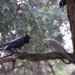 Podargus strigoides (Tawny Frogmouth) at Red Hill to Yarralumla Creek - 28 Aug 2021 by LisaH