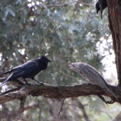 Podargus strigoides (Tawny Frogmouth) at Hughes Grassy Woodland - 28 Aug 2021 by LisaH