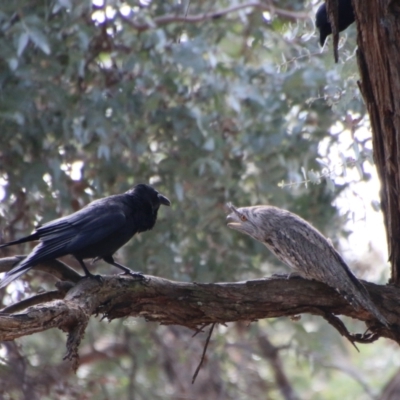 Podargus strigoides (Tawny Frogmouth) at Red Hill to Yarralumla Creek - 28 Aug 2021 by LisaH
