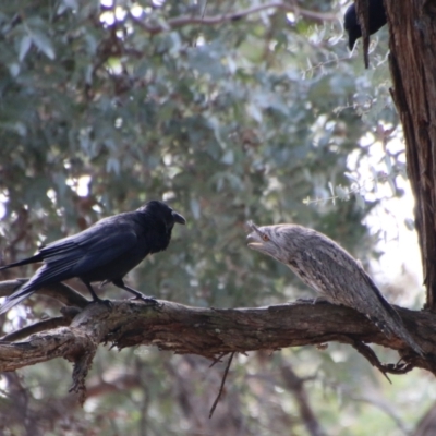 Podargus strigoides (Tawny Frogmouth) at Hughes Grassy Woodland - 28 Aug 2021 by LisaH