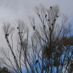 Podargus strigoides at Deakin, ACT - 28 Aug 2021 12:21 PM