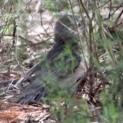 Podargus strigoides at Deakin, ACT - 28 Aug 2021