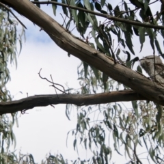 Podargus strigoides at Deakin, ACT - 28 Aug 2021