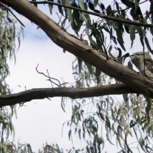 Podargus strigoides at Deakin, ACT - 28 Aug 2021 12:21 PM