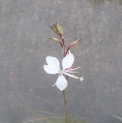 Oenothera lindheimeri (Clockweed) at Sullivans Creek, Turner - 3 Feb 2021 by LD12