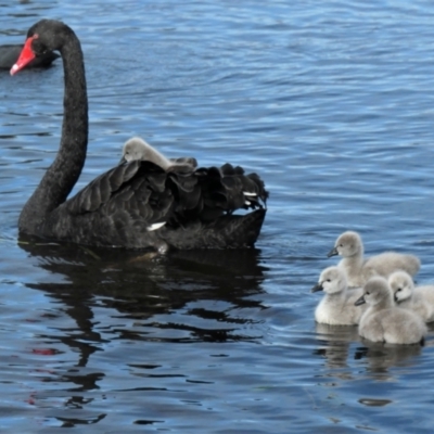 Cygnus atratus (Black Swan) at Yerrabi Pond - 28 Aug 2021 by TrishGungahlin