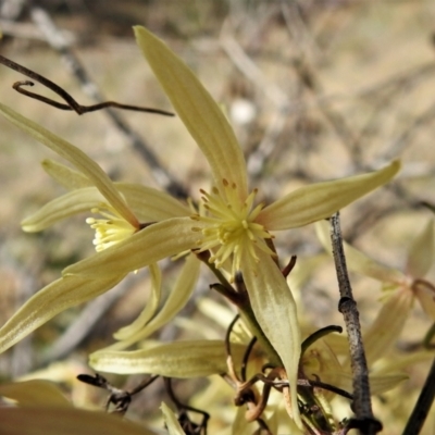 Clematis leptophylla (Small-leaf Clematis, Old Man's Beard) at Tennent, ACT - 28 Aug 2021 by JohnBundock