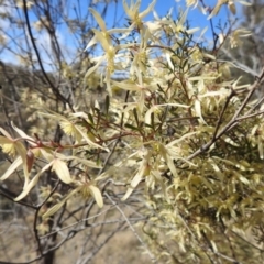 Clematis leptophylla at Tennent, ACT - 28 Aug 2021