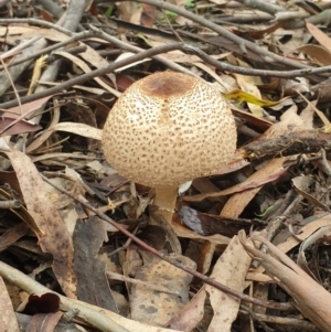 Chlorophyllum/Macrolepiota sp. (genus) at Paddys River, ACT - 23 May 2020