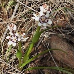 Wurmbea dioica subsp. dioica (Early Nancy) at Gigerline Nature Reserve - 28 Aug 2021 by JohnBundock