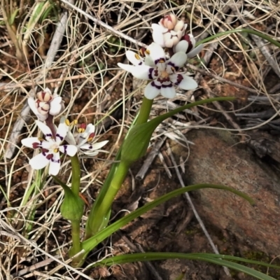 Wurmbea dioica subsp. dioica (Early Nancy) at Tennent, ACT - 28 Aug 2021 by JohnBundock