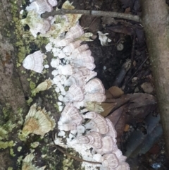 Unidentified Shelf-like to hoof-like & usually on wood at Wentworth Falls, NSW - 30 May 2021 by LD12