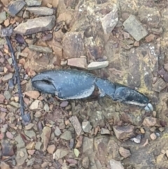 Cherax destructor (Common Yabby) at Nicholls, ACT - 1 Aug 2021 by LD12