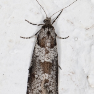 Lepidoscia heliochares at Melba, ACT - 6 Aug 2021 11:49 PM