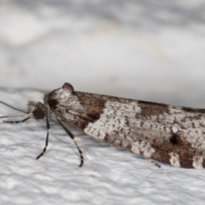 Lepidoscia heliochares at Melba, ACT - 6 Aug 2021 11:49 PM