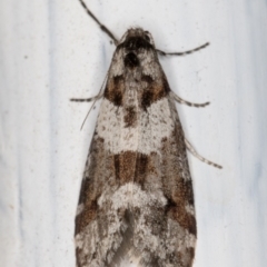 Lepidoscia heliochares (Lepidoscia heliochares) at Melba, ACT - 8 Aug 2021 by kasiaaus