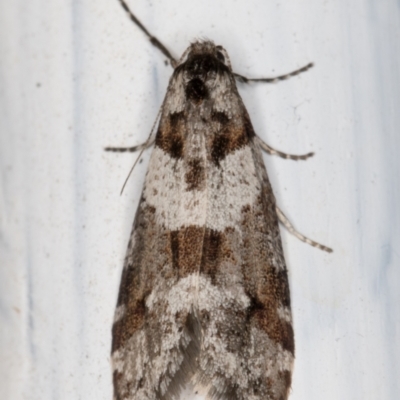 Lepidoscia heliochares (Lepidoscia heliochares) at Melba, ACT - 8 Aug 2021 by kasiaaus