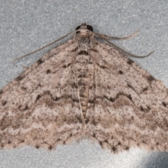 Psilosticha absorpta (Fine-waved Bark Moth) at Melba, ACT - 8 Aug 2021 by kasiaaus