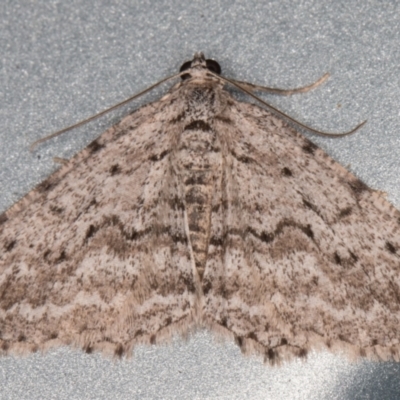Psilosticha absorpta (Fine-waved Bark Moth) at Melba, ACT - 7 Aug 2021 by kasiaaus