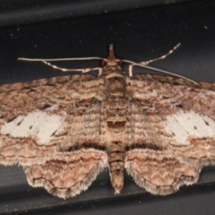 Chloroclystis filata (Filata Moth, Australian Pug Moth) at Melba, ACT - 8 Aug 2021 by kasiaaus