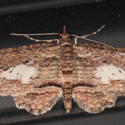 Chloroclystis filata (Filata Moth, Australian Pug Moth) at Melba, ACT - 8 Aug 2021 by kasiaaus