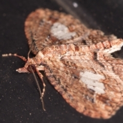 Chloroclystis filata at Melba, ACT - 9 Aug 2021