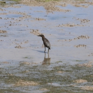 Butorides striata at Mission River, QLD - 14 Jun 2021 11:54 AM