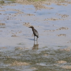 Butorides striata (Striated Heron) at Mission River, QLD - 14 Jun 2021 by Tammy