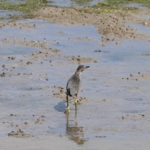 Butorides striata at Mission River, QLD - 14 Jun 2021 11:54 AM