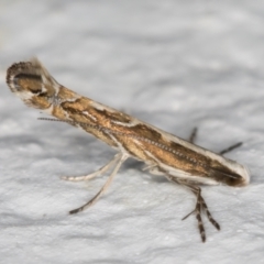 Epicephala (genus) (A leaf flower moth) at Melba, ACT - 26 Aug 2021 by kasiaaus