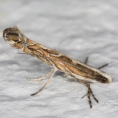 Epicephala (genus) (A leaf flower moth) at Melba, ACT - 27 Aug 2021 by kasiaaus