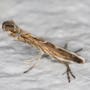 Epicephala (genus) at Melba, ACT - 27 Aug 2021