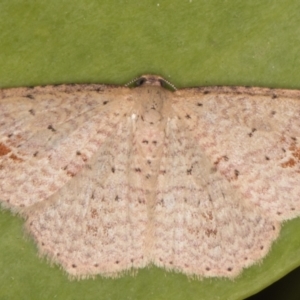 Epicyme rubropunctaria at Melba, ACT - 9 Aug 2021