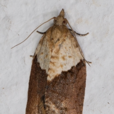 Epiphyas postvittana (Light Brown Apple Moth) at Melba, ACT - 10 Aug 2021 by kasiaaus