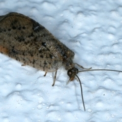 Drepanacra binocula (Notched brown lacewing) at Ainslie, ACT - 25 Aug 2021 by jb2602