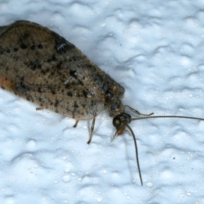 Drepanacra binocula (Notched brown lacewing) at Ainslie, ACT - 25 Aug 2021 by jb2602