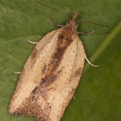 Epiphyas (genus) (A Tortrid moth) at Melba, ACT - 9 Aug 2021 by kasiaaus