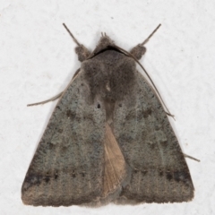 Pantydia sparsa (Noctuid Moth) at Melba, ACT - 11 Aug 2021 by kasiaaus