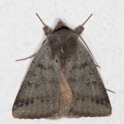 Pantydia sparsa (Noctuid Moth) at Melba, ACT - 11 Aug 2021 by kasiaaus