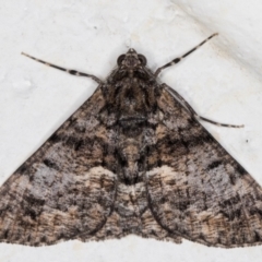 Gastrinodes argoplaca (Cryptic Bark Moth) at Melba, ACT - 12 Aug 2021 by kasiaaus