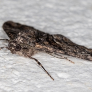 Gastrinodes argoplaca at Melba, ACT - 12 Aug 2021