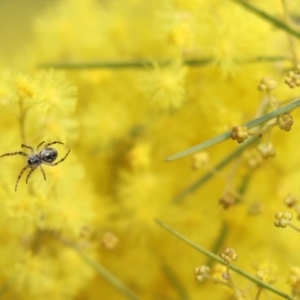 Araneus hamiltoni at Cook, ACT - 28 Aug 2021 11:01 AM