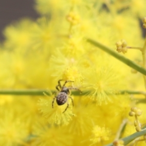 Araneus hamiltoni at Cook, ACT - 28 Aug 2021