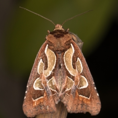 Cosmodes elegans (Green Blotched Moth) at Melba, ACT - 11 Aug 2021 by kasiaaus